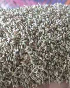 Raw Carom Seeds, Brand Name : Jarsa