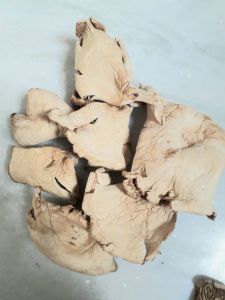 White Natural Dry Oyster Mushroom