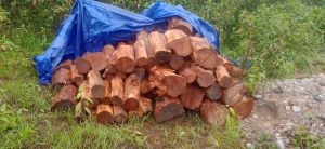 Cleaned Sized Khair Wood Logs (Senegalia Catechu), Length : 0-5Ft