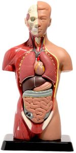 PVC Human Anatomical Models, Color : Creamy