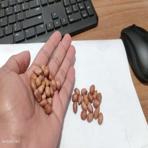 Seeds Whole With Skin Peanut Kernels, Packaging Size : 25-50Kg