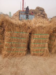 Common Wheat Straw, Brand Name : Hariana 50 to 100 Kg Bells