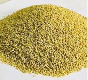 Unpolished Browntop Millet for Cooking, Baking