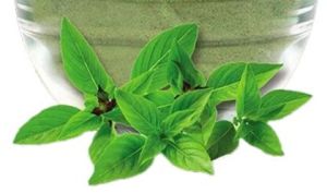 Basil Leaves Tulsi Leaf, Color : Green