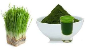 Wheatgrass Powder, Color : Green