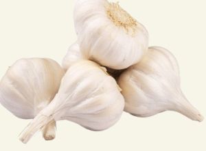 Fresh  Garlic