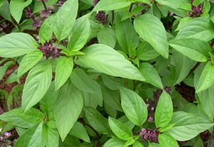 Basil Leaves, Color : Green