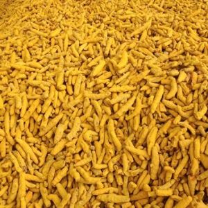 Turmeric Finger for Culinary Applications, Traditional Medicine