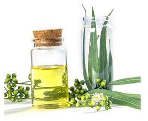 Eucalyptus Oil