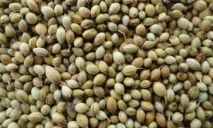 Natural Coriander Seeds, Packaging Type : Packet, Bag