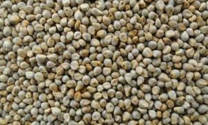 Green Millet