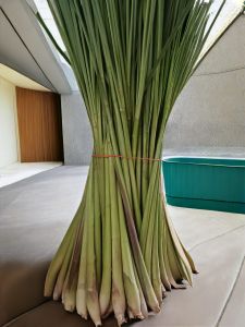 Green Lemon Grass, Packaging Type : Bunch, Bundle, Plastic Bag