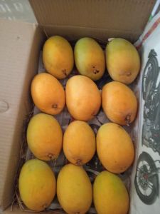 Fresh Alphonso Mango