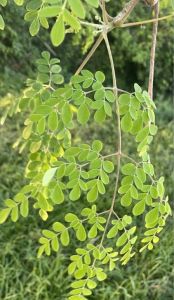 Moringa Leaves