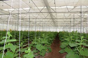 Shed Net House, Color : Grey