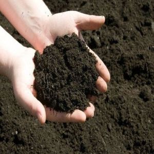 Organic  Vermicompost