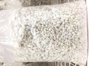 Mushroom Spawn Mushroom Spawn