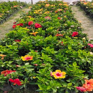 Hibiscus Plants, Type OF Flowering Plant : Natural