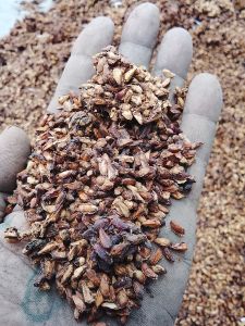 98% Natural Pomegranate Dry Seeds, Packaging Size : 50kg, 40