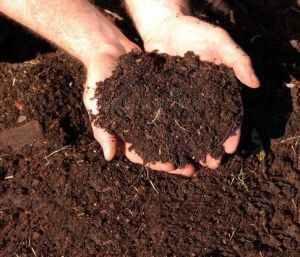 Organic Fertilizer