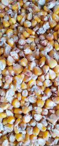 Organic Corn, Packaging Size : 25kg, 50Kg