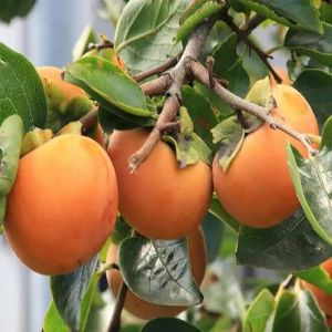 Persimmon Plant