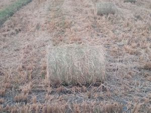 Paddy Straw Paddy Straw