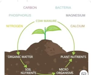 Powder Cow Dung Fertilizer, Color : Black