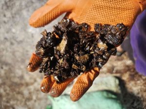 De Oiled Cashew Nut Shell Cake