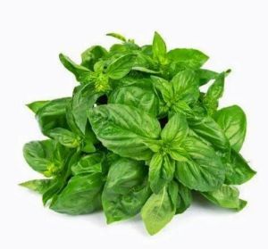 Fresh Basil Leaves, Color : Green for Culinary, Medicinal