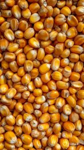 Natural Yellow Maize, Packaging Size : 25kg, 50Kg