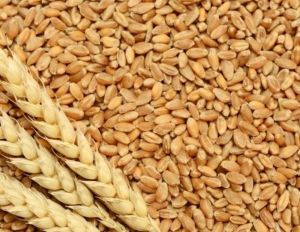 Wheat Wheat