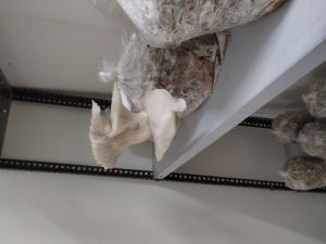 White Organic Fresh Oyester Mushroom, Packaging Size : 500g, 1kg