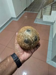 Semi Husked Coconuts