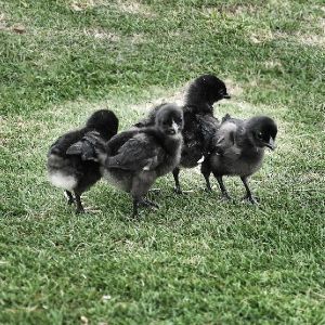 Kadaknath Chick, Color : Black for Poultry Farm