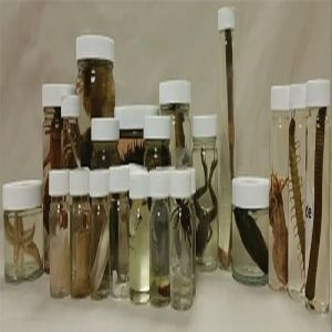 Biology Fiberglass Special Zoology Specimen Model