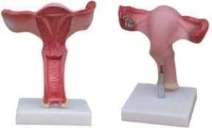 Polymerised Rubber Deluxe Quality Uterus Model, Color : Red