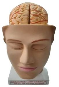 Satmed Human Brain Model