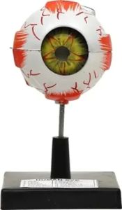 Rubber Human Eye Model, Color : Multicolor for Laboratory