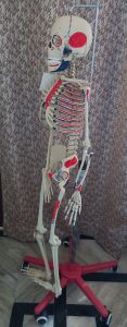 Pvc Polished Human Skeleton Model, Brand Name : SATMED 5 Feet (H)