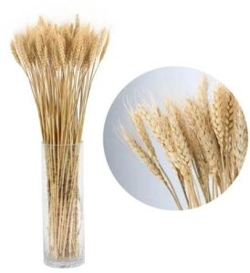 18 Inch Light Brown Wheatgrass, Packaging Size : Box