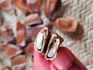 Brown Mahogany Fruit Seed, Packaging Type : Sealed Packet