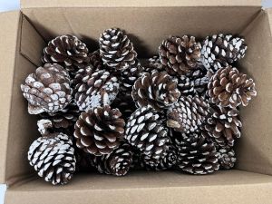 Natural Dried Pine Cones, Color : Brown, Packaging Type : Bulk