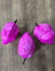 Sola Wood Lotus Bud, Color : Pink, Packaging Type : Cardboard Box