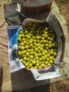 Fresh Amla Fresh Amla