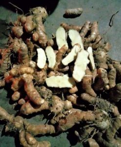 White Turmeric Medicine Grade, Packaging Type : Plastic Bag