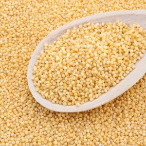 Little Millet Seeds, Color : Creamy White, Packaging Type : Bag