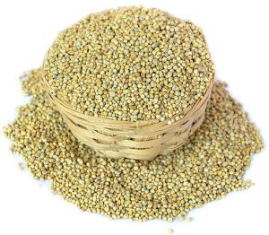 Pearl Millet Seeds, Color : Golden, Packaging Type : Resealable Bag