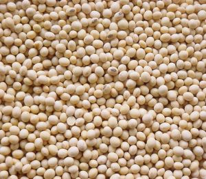 Dry Soybean Seeds