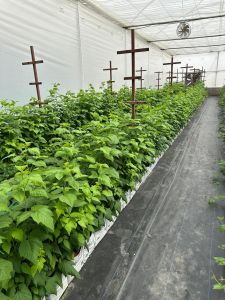 Blue Berry Tissue Culture Plants